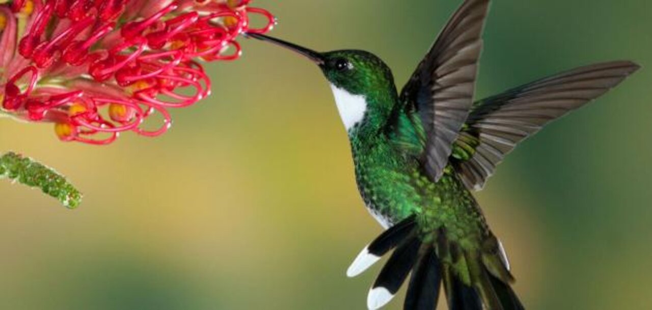 Watch this strange bird and how it drinks water