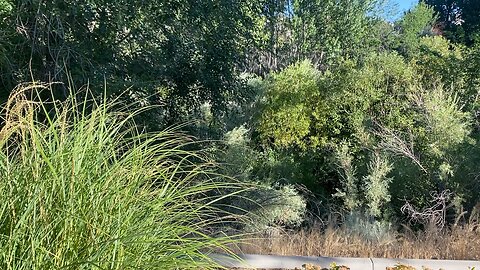 A beautiful morning on the truckee river.