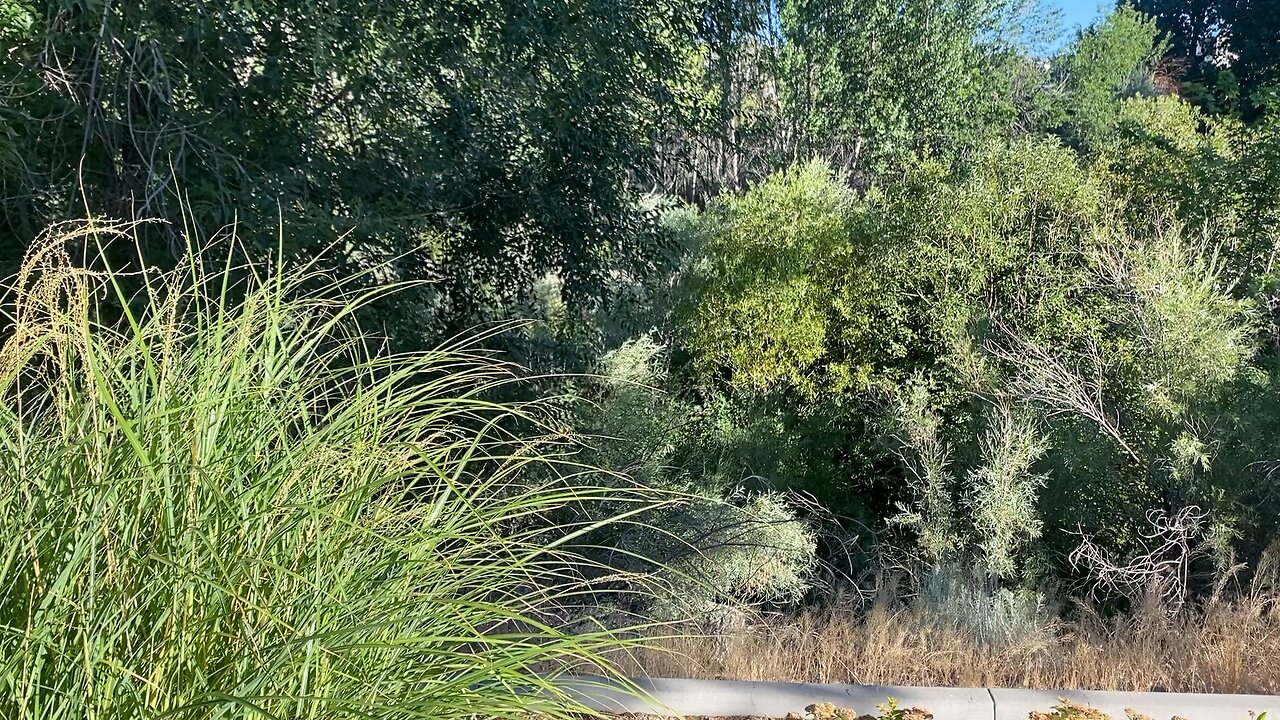 A beautiful morning on the truckee river.