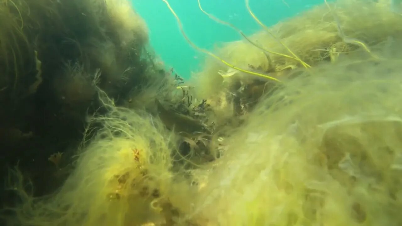 Underwater Shot Of Fish Swimming Through Green Sea Weed