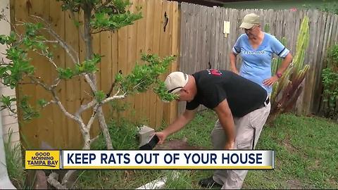 Rats running amok in St. Petersburg: Three ways to keep the rodents out of your house