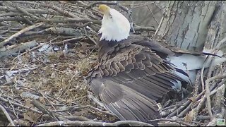 Hays Eagles Dad alerts while incubating 2 Eggs 2022 02 15 17:27