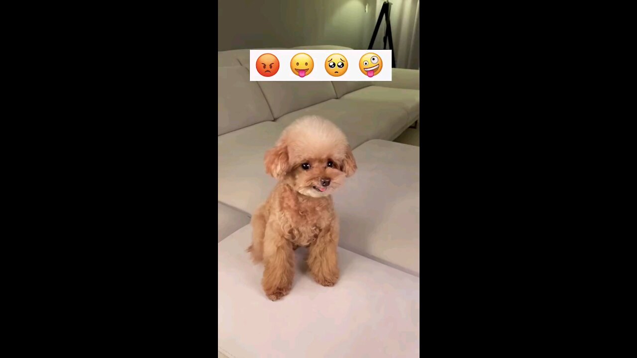 Cute puppy emoji reaction face