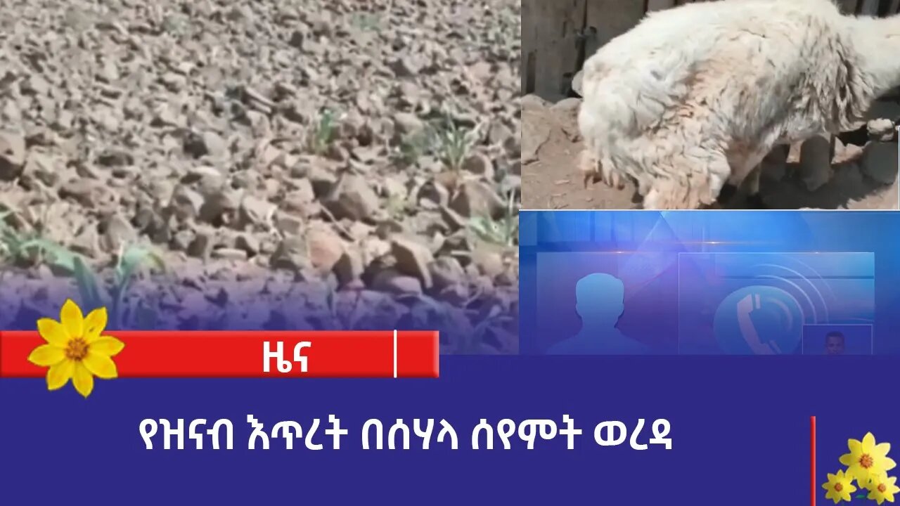 የዝናብ እጥረት በሰሃላ ሰየምት ወረዳ