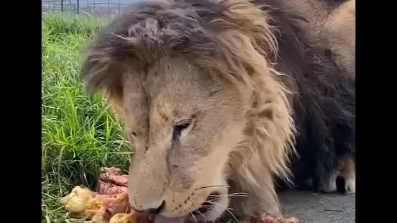 Lion eating some chicken - Daily Dose of Nature