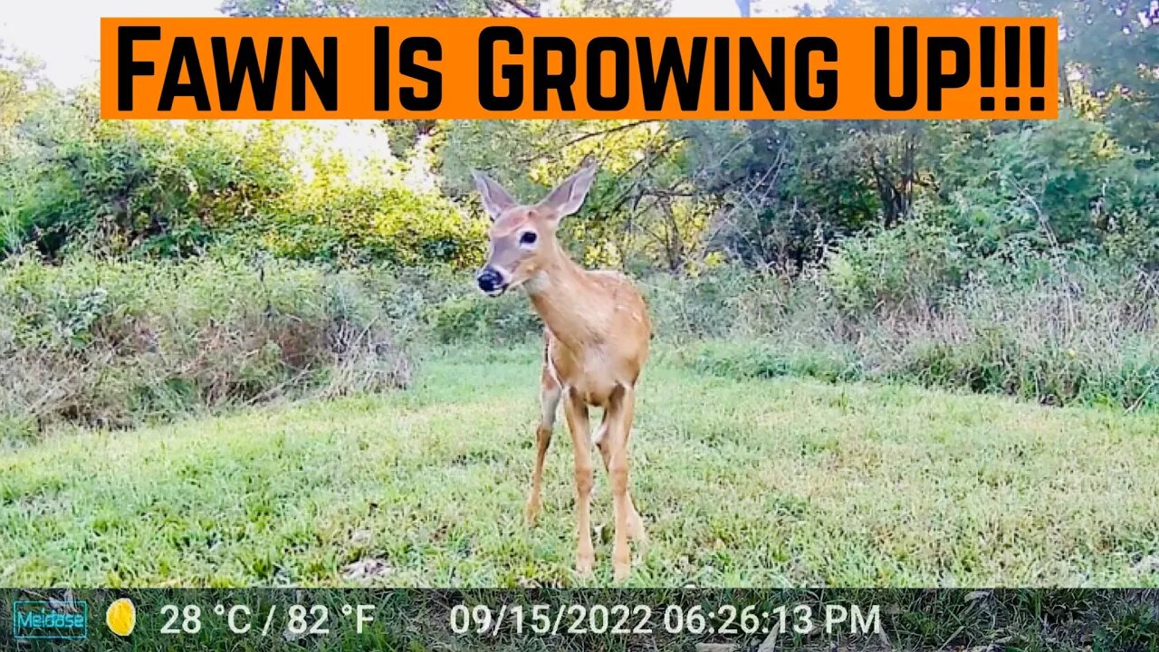 Young DEER Finally LOSING Its SPOTS (Caught on Camera)