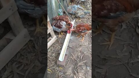 os frangos não param de comer