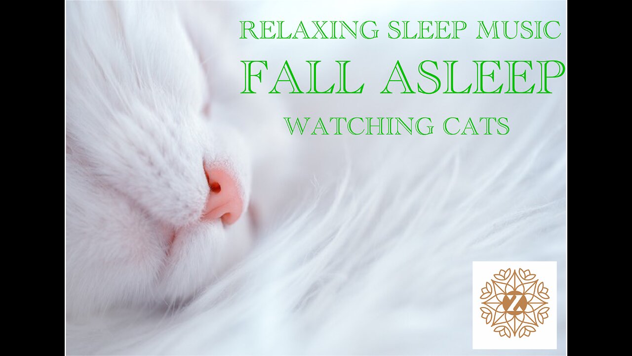 Zen sleep meditation music with cats - Fall asleep easily - watching cats