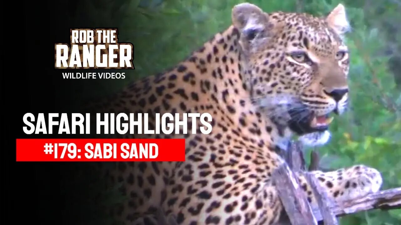 Safari Highlights #179: 07 - 10 December 2012 | Sabi Sand Nature Reserve | Latest Wildlife Sightings