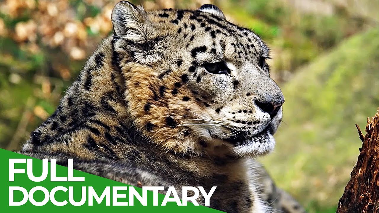 From Lions to Snakes: Discovering the Unique Abilities of the Animal Armory"