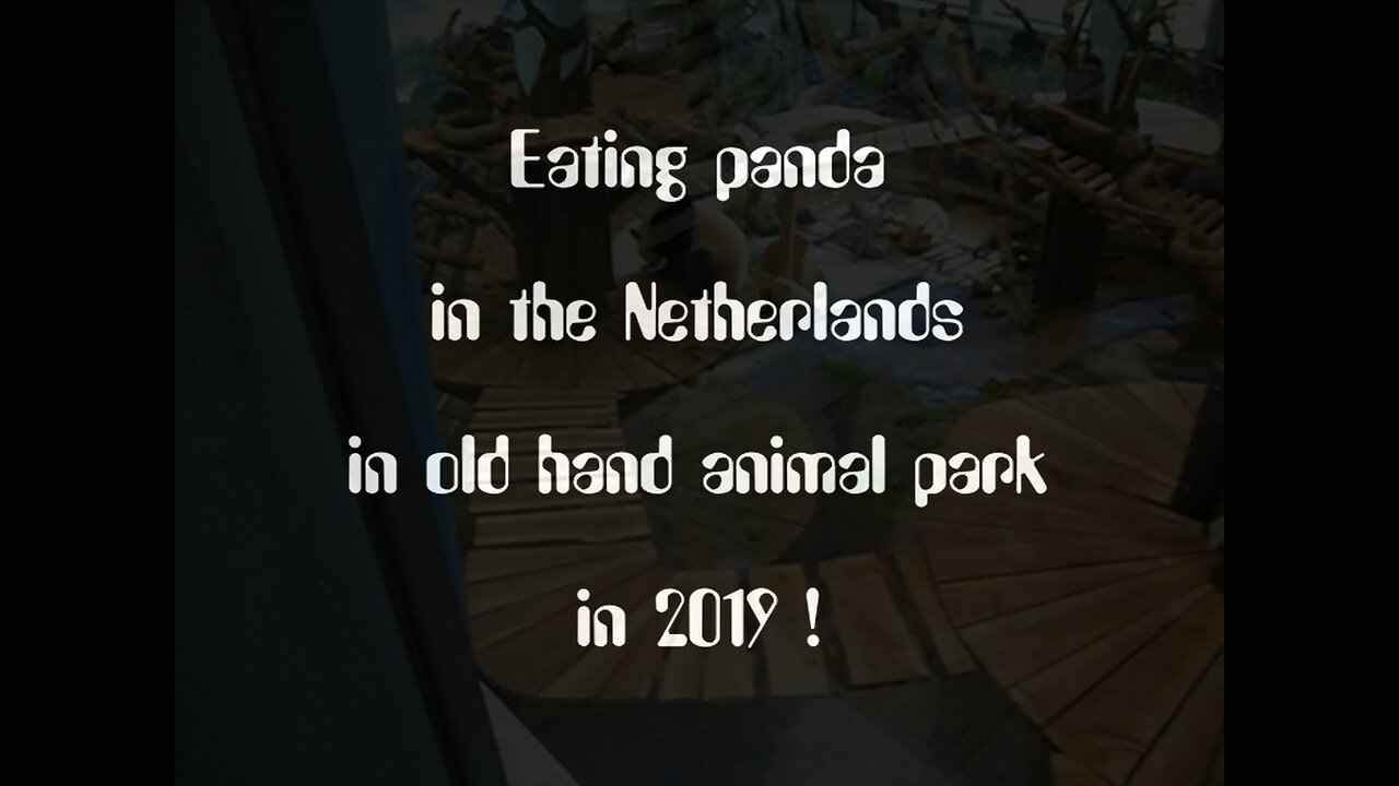 Eating panda in the Netherlands in old hand animal park in 2019 - #Eating #panda #oldhandsanimalpark