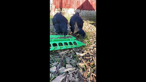 Chicks ￼first night at GARDEN OF TREATZ HOMESTEAD ~>03/3/2023 Gregorian ￼ calendar￼