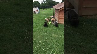 LonelyCreek puppies playing