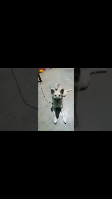 My puppy is a tiger | Puppy jumps for food | #viral #shorts #puppy