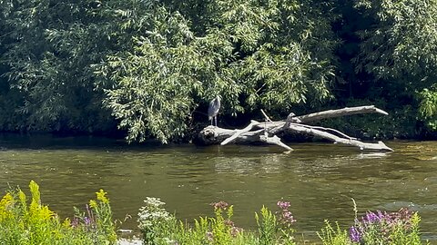 Great Blue Heron in the shade