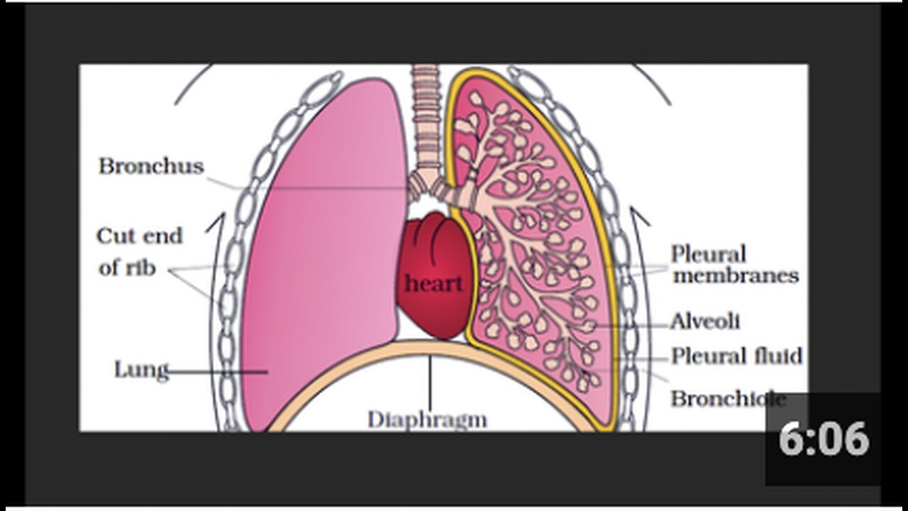 Dr. Bryan ARDIS. How to REVERSE ASTHMA.