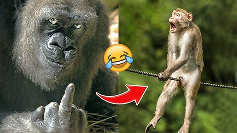 Laugh a Lot With The Funny Moments Of Monkeys