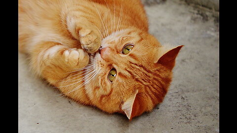 Funny animal videos 2023 - Funny catsdogs