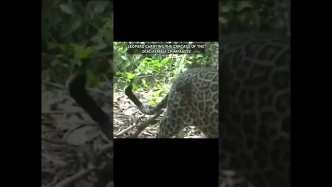 LEOPARD KILLS CHIMPS #shorts