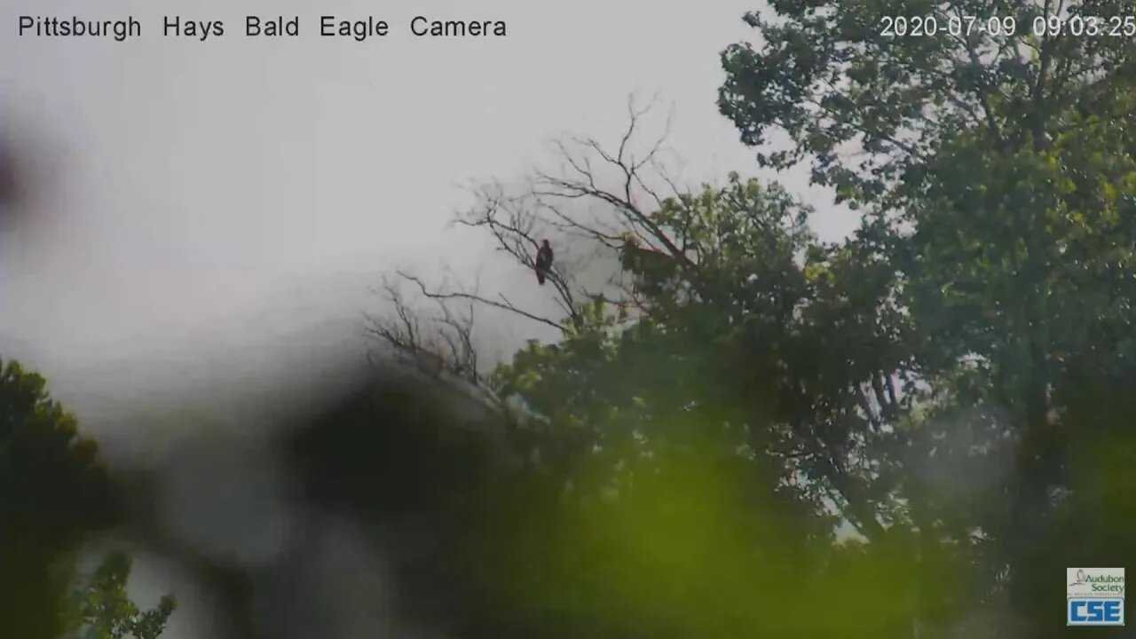 Hays EaglesH11 H12 perched on branch near the river 2020 07 09 09 13 35 151