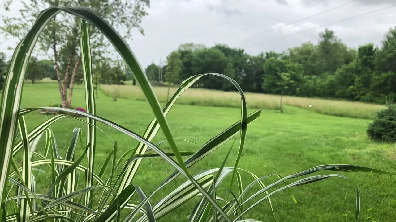 Relaxing Rain On Metal Roof | Birds Singing | Nature Sounds | Short Meditation | De-Stress | Unwind