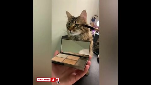 cute cat videos 😹 funny videos 😂1680