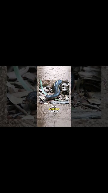 The Deadliest Snake in the World!