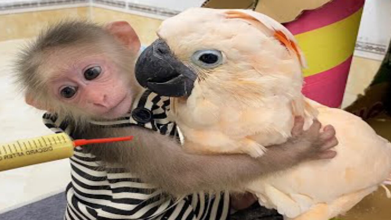 Smart BiBi helps dad feed baby parrots,by rumble: