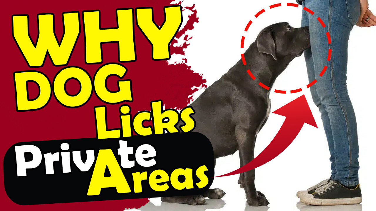 Why dog licks private area