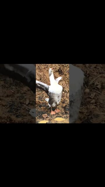 Female pilgrim goose