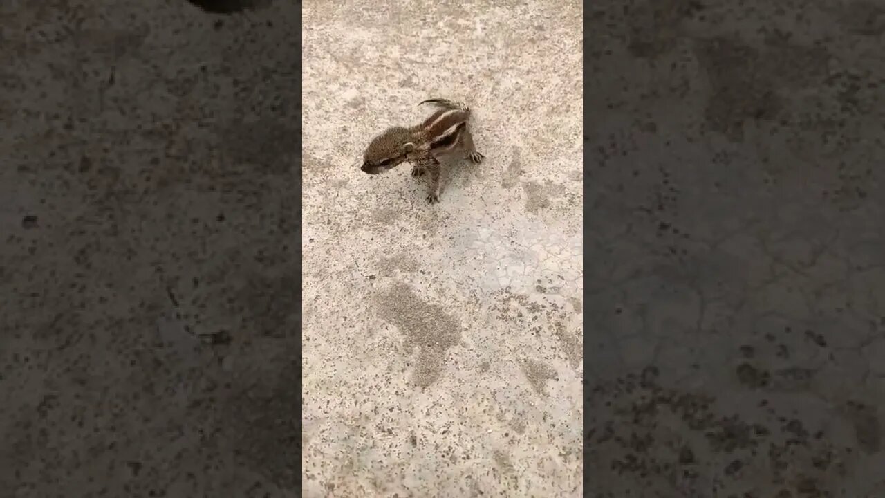 Cute squirreal baby🥰