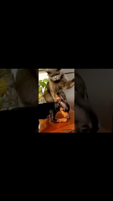 GATOS ENGRACADOS ssstik io 1658613588941 1