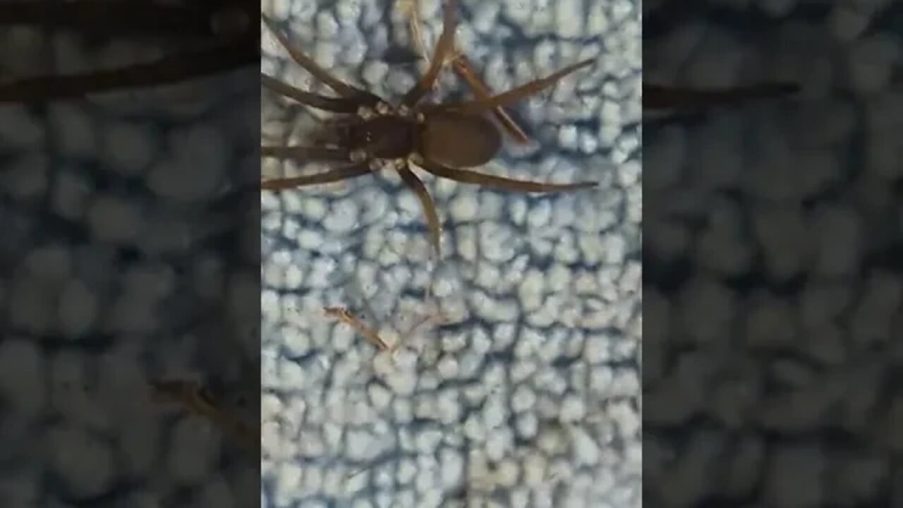 What kind of spider is this? #shorts #spider