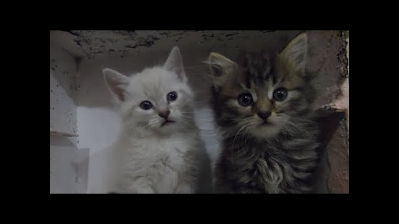 Two kittens have fun playing with each other