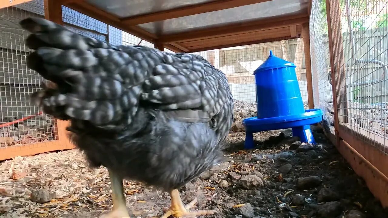 My Backyard Chickens - Episode 21