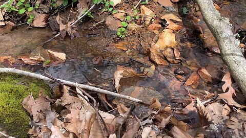 The Sounds of Fresh Water Flowing in a Creek