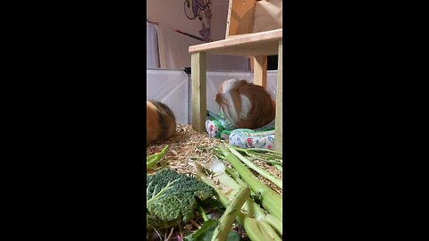 Guinea pig Fergus cleaning himself