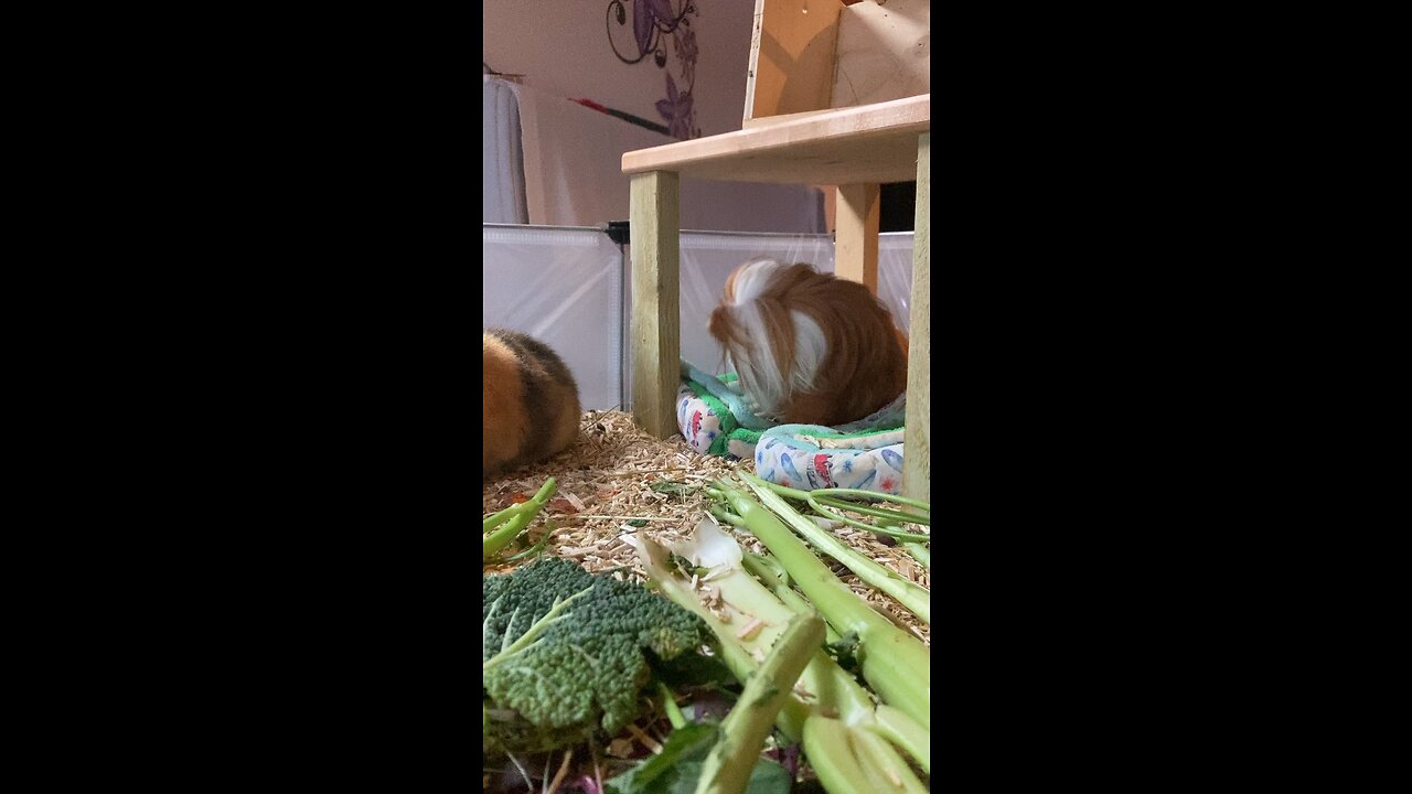 Guinea pig Fergus cleaning himself
