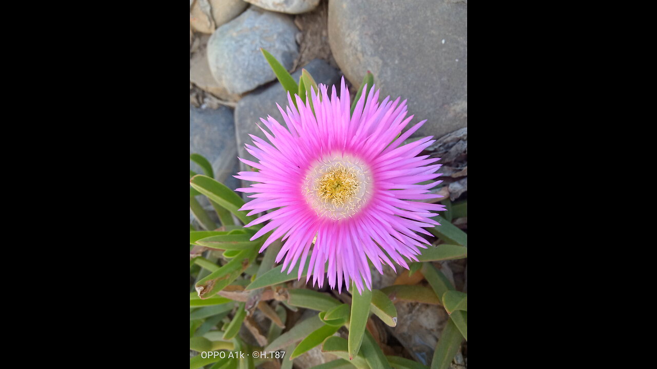 Spring flowers