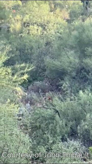 Bear on the loose in Oro Valley
