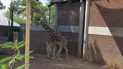 GIRAFFE 🦒 AT TUCSON ARIZONA ZOO