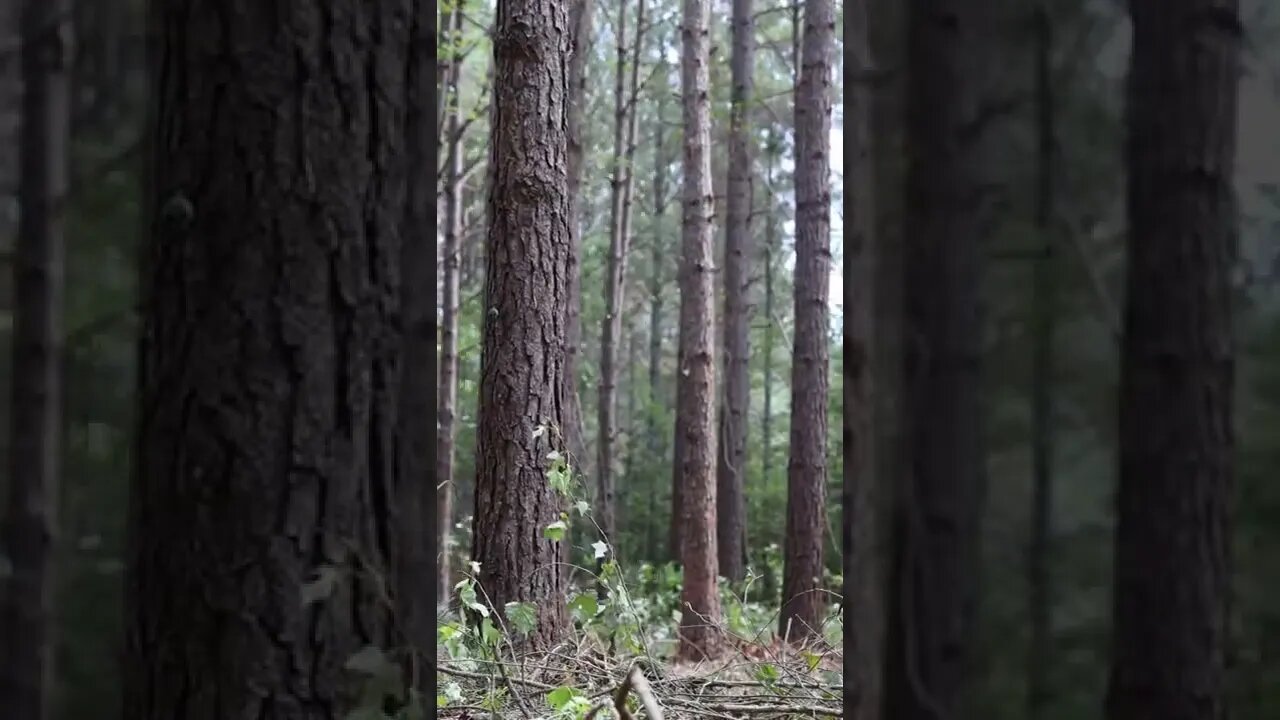 How is Timber Thinned? Like This... #shorts #nature #hunting #preparation