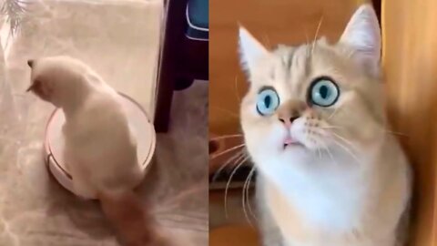 Amazing cat reaction - funny pets video