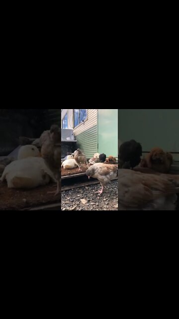 Baby birds enjoying the sun