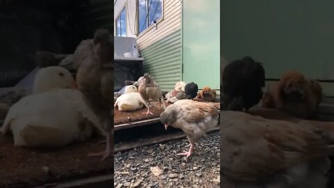 Baby birds enjoying the sun