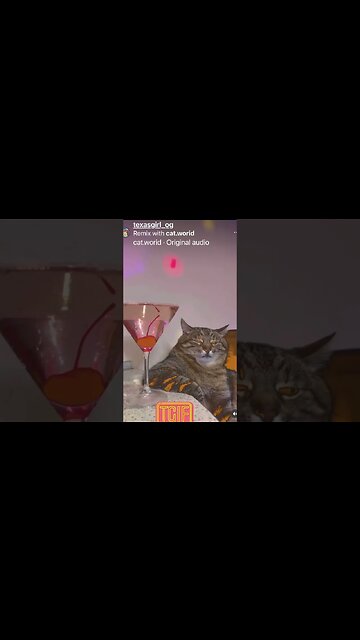 Chillaxing is the vibe #catshorts #cat #cats