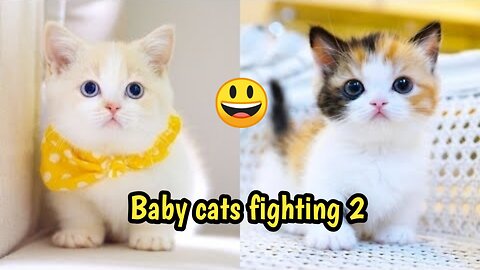 Baby cats Fighting, 2