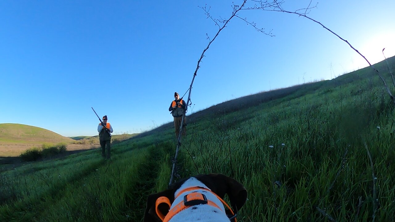 Stella points a wounded chukar!