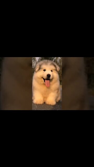 DECLARAÇÃO DO DIA🥰🥰🥰