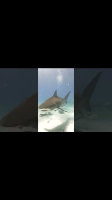 What shark lives in the deepest part of the ocean?